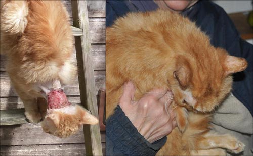 Showing the befor and after of Plucky's recovery