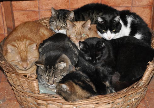 seven FIV cats sharing a large dog bed